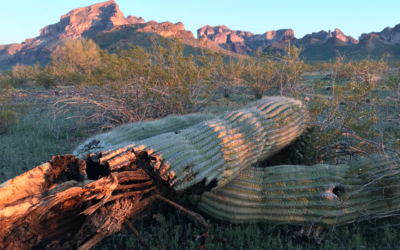 Top 5 Hikes in Phoenix