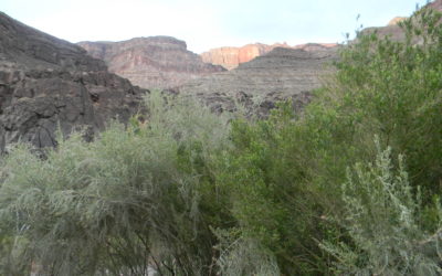 How to Avoid the Crowds in the Grand Canyon