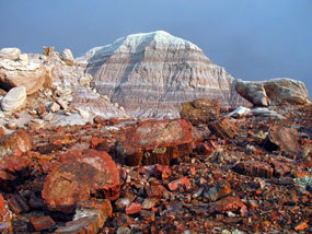 How Was the Petrified Forest Formed?
